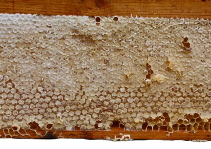 honeycomb, honey, agriculture, frame, bee, breakfast, closeup, curative, cure, delicious, dessert, diet, food, fresh, yellow,…